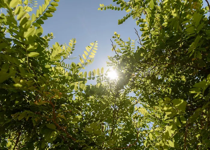 Rooster Guesthouse Rooms Kipri  fotoğrafı